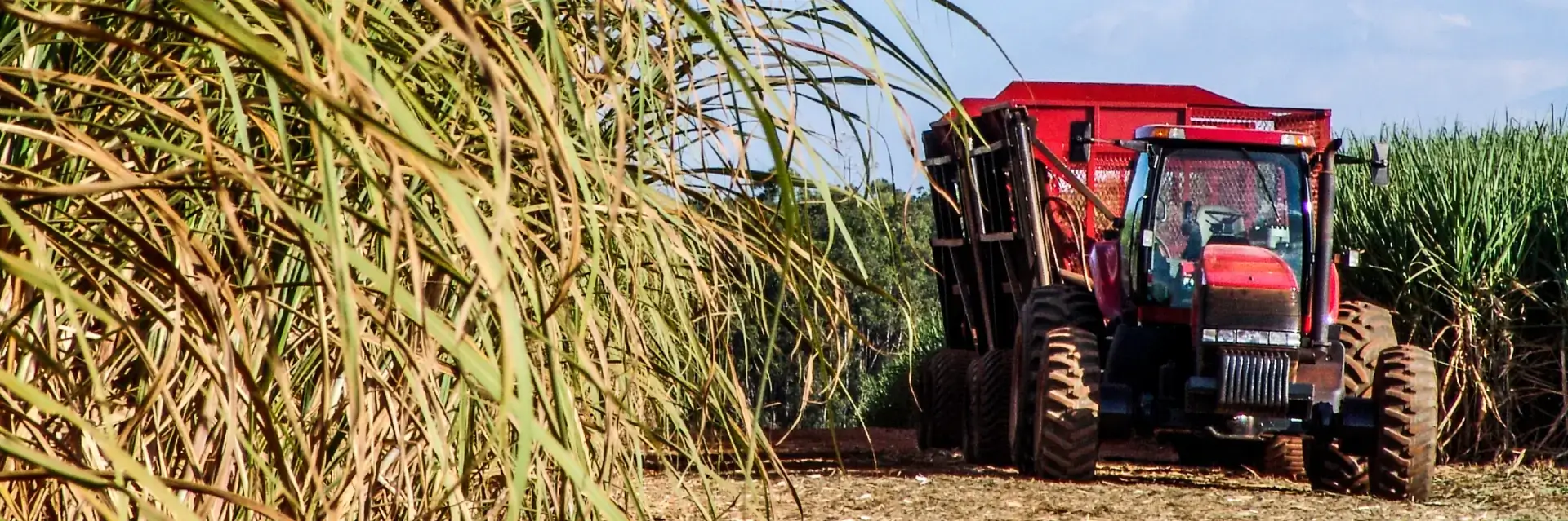 Un camion dans un champ